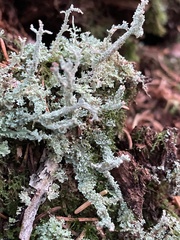 Media resource of Cladonia squamosa