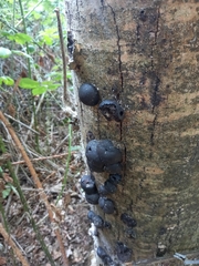 Daldinia concentrica