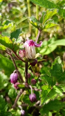 Clematis ranunculoides