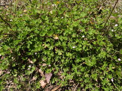 Geranium solanderi