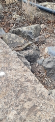 Gallotia stehlini