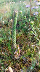 Orostachys malacophylla
