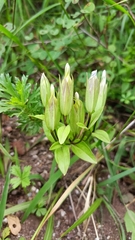 Gentianopsis barbata