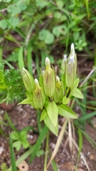 Gentianopsis barbata