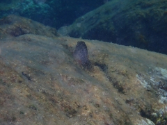 Parablennius sanguinolentus