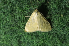 Sitochroa verticalis