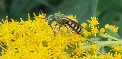Agapostemon virescens
