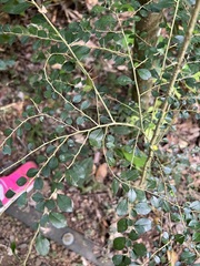 Maclura cochinchinensis