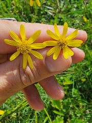 Senecio inaequidens