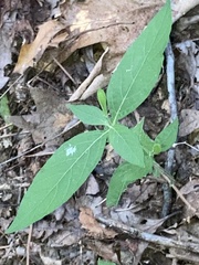 Ruellia pedunculata