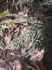 Blechnum medium