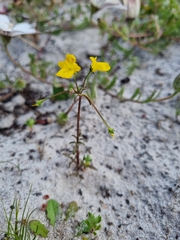Hemimeris sabulosa