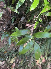 Arthropteris tenella