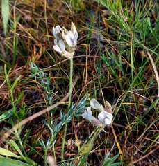Galegeae
