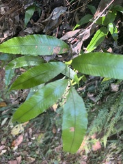 Arthropteris tenella