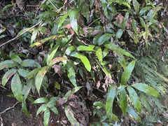 Arthropteris tenella