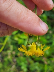 Senecio inaequidens