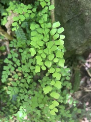 Adiantum aethiopicum