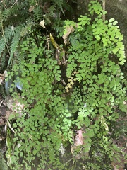 Adiantum aethiopicum