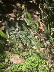 Adiantum hispidulum