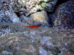 Tripterygion melanurus