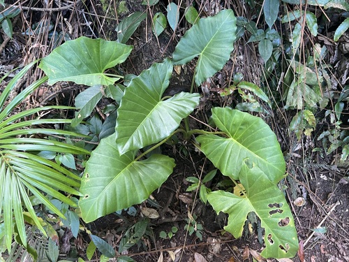 Alocasia brisbanensis