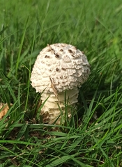 Saproamanita vittadinii