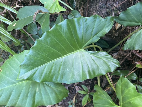 Alocasia brisbanensis