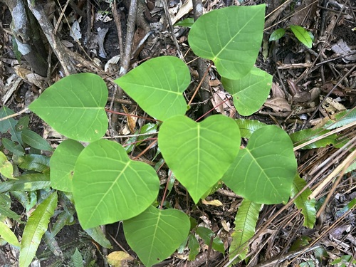 Image of Homalanthus novoguineensis by (c) Andrew Allen, some rights reserved (CC BY)