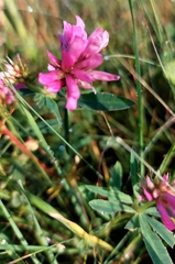 Trifolium lupinaster