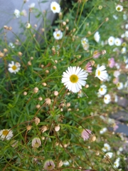 Erigeron karvinskianus