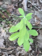 Sideroxylon lanuginosum