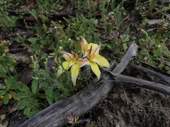 Caladenia flava flava