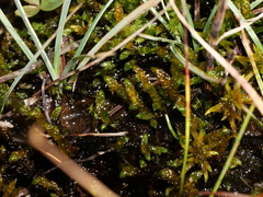 Scorpidium scorpioides