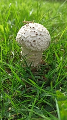 Saproamanita vittadinii