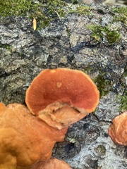 Trametes cinnabarina