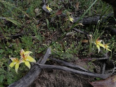 Caladenia flava flava