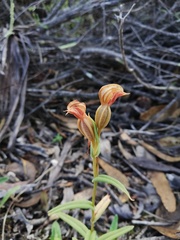 Pterostylis sanguinea