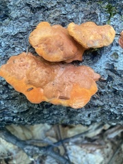 Trametes cinnabarina