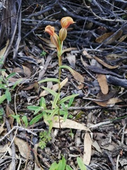 Pterostylis sanguinea