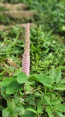 Uraria crinita