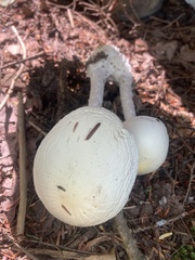 Amanita bisporigera