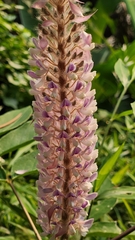 Uraria crinita