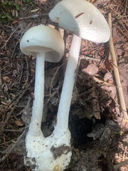 Amanita bisporigera