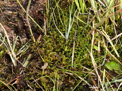 Scorpidium scorpioides