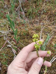 Scheuchzeria palustris
