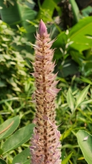 Uraria crinita