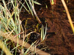 Scorpidium scorpioides