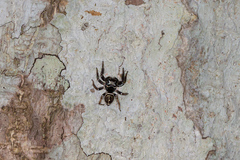 Zenodorus orbiculatus