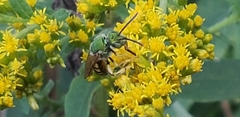 Agapostemon virescens